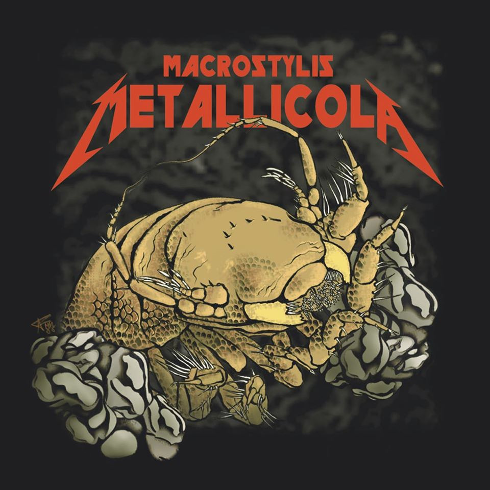 Metallica - Macrostylis metallicola